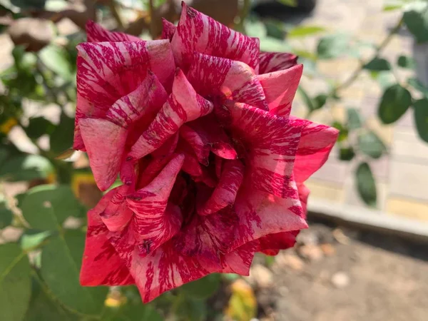 Красные Розы Кустах Саду Крупный План Садовой Розы — стоковое фото