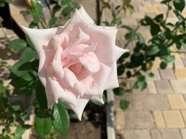 Roses Roses Sur Buisson Dans Jardin Gros Plan Une Rose — Photo