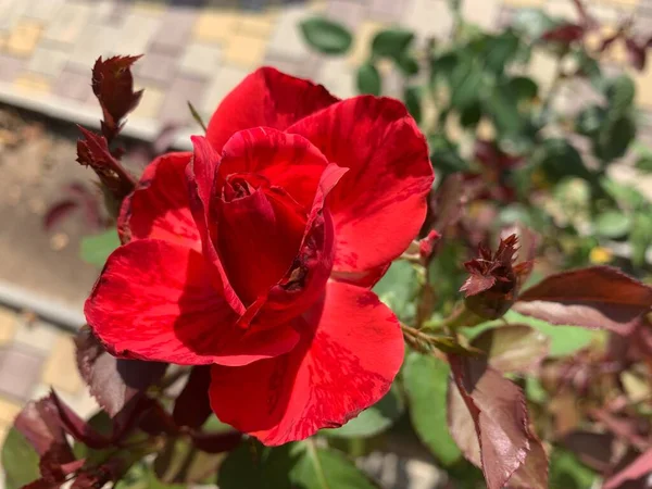 Rosas Rojas Jardín Hermosas Flores Rosas Rojas Florecientes Rosas Arbusto — Foto de Stock