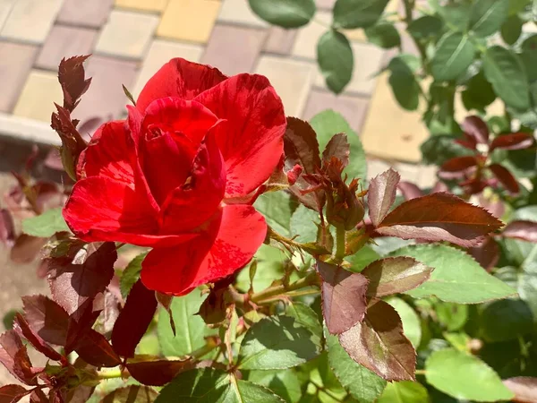 Lindas Rosas Vermelhas Canteiro Flores Jardim — Fotografia de Stock