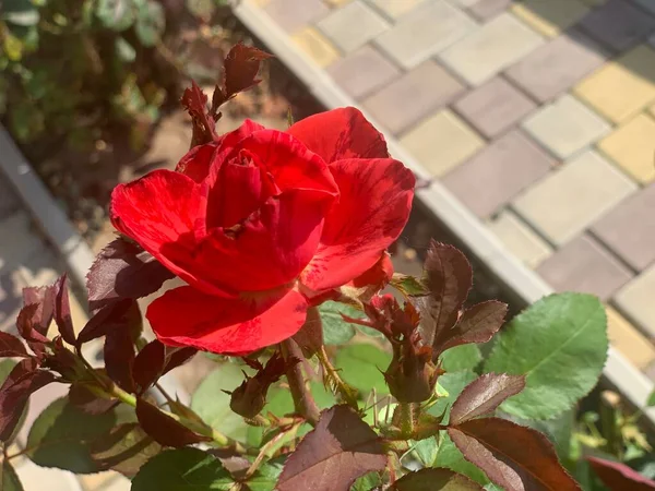 Beautiful Red Roses Flower Bed Garden — 图库照片