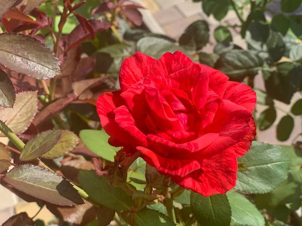 Uma Bela Rosa Vermelha Cresce Canteiro Flores Rosas Vermelhas Close — Fotografia de Stock