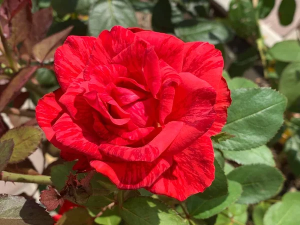 美丽的红玫瑰长在花坛上 红玫瑰花丛 后续行动 — 图库照片