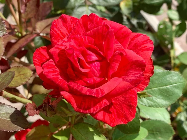 Czerwone Róże Ogrodzie Piękne Kwitnienie Czerwonych Kwiatów Róży Róże Krzaku — Zdjęcie stockowe