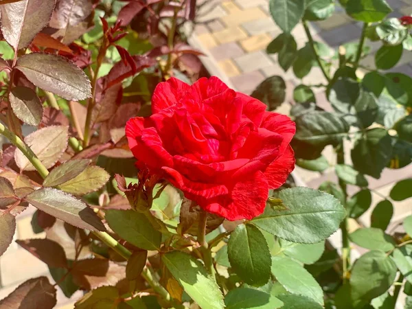 Uma Bela Rosa Vermelha Cresce Canteiro Flores Rosas Vermelhas Close — Fotografia de Stock