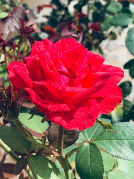 Beautiful Red Rose Grows Flower Bed Red Rose Bush Close — 图库照片