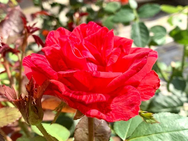 Beautiful Red Rose Grows Flower Bed Red Rose Bush Close — 图库照片