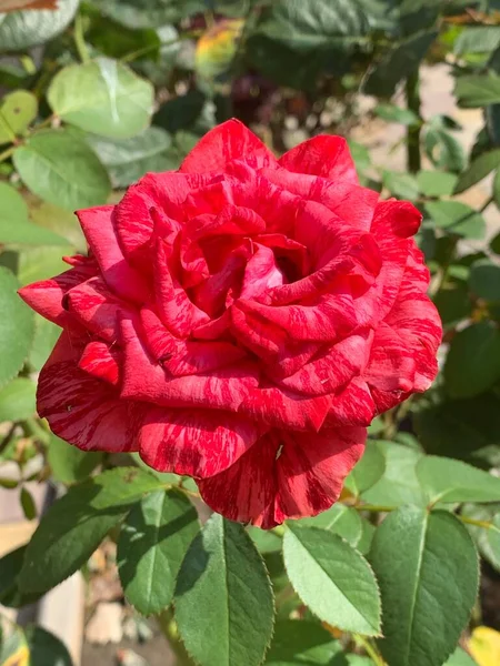 Beautiful Red Rose Grows Flower Bed Red Rose Bush Close — 图库照片