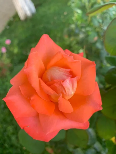 Orange Rose Grows Flower Bed — 图库照片