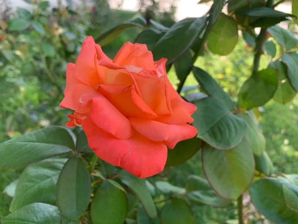 Orange Rose Grows Flower Bed — 图库照片