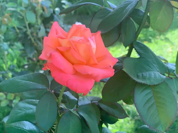 花园灌木丛中的橙子玫瑰 一个花园的特写升起了 — 图库照片