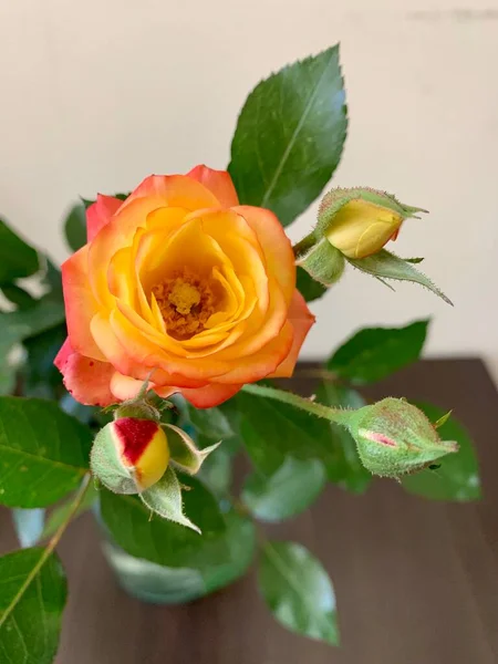 Hermosos Brotes Rosas Amarillas — Foto de Stock