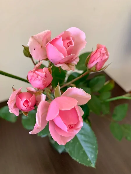 Beautiful Buds Pink Roses — Stockfoto