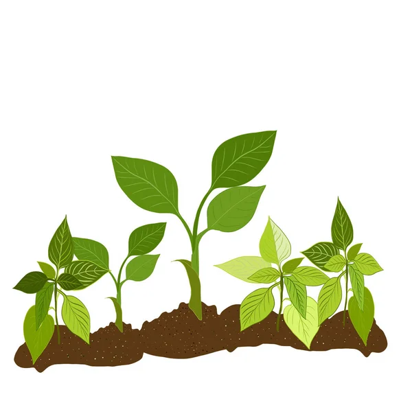 绿色的幼苗生长在花园里的地面上 现实的幼苗生长在土壤中 绿叶的绿色小芽 有机耕作的概念 自然产品 — 图库矢量图片