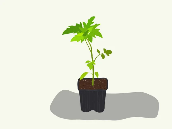 番茄幼苗在黑土和灰色塑料细胞的背景上 在容器中种植的绿色植物芽 室内园艺概念 — 图库矢量图片
