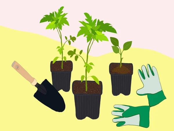 Seedlings Tomatoes Black Plastic Pot Rubber Gloves Garden Shovel Gardening — Stock Vector