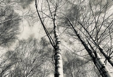 Huş ağacı ormanı. Kış, ilkbahar erken. Karanlık atmosferik manzara. Siyah ve beyaz, tek renkli. Doğa, çevre.