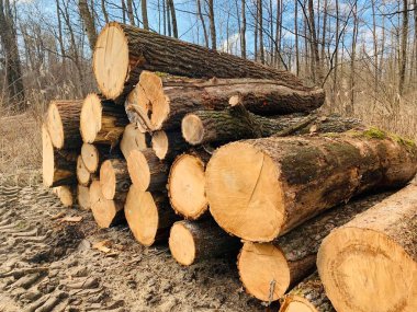 Yığılmış kütükler. Orman yolu boyunca kütük yığınları.