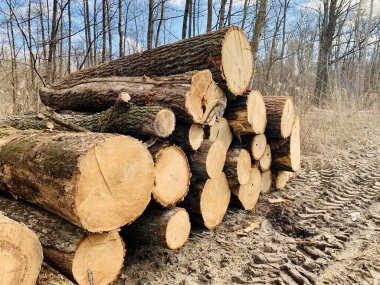 Ormanların yok edilmesi. Endüstriyel kereste hasadı. Ormanda açıklık.