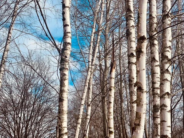 Birch Grove Dry Grass Early Spring Bright Blue Sky — Stock Photo, Image