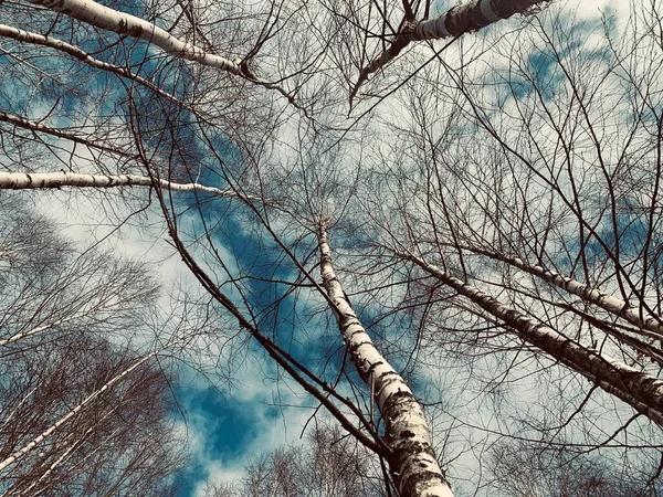 白桦树在蓝天的映衬下 白桦树在春日的阳光下 白桦树在明媚的阳光下 — 图库照片