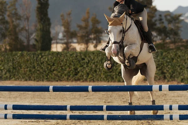 Rider on a sports horse jumping over an obstacle during the horse jumping event