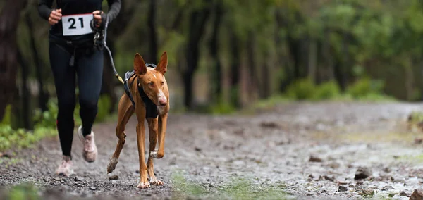 Dog Its Owner Taking Part Popular Canicross Race Canicross Dog — Stock Photo, Image