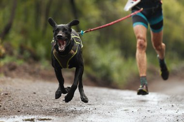 Köpek ve sahibi popüler bir kanikros yarışına katılıyorlar. Canicross köpek ezme yarışı