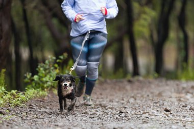 Köpek ve sahibi popüler bir kanikros yarışına katılıyorlar. Canicross köpek ezme yarışı