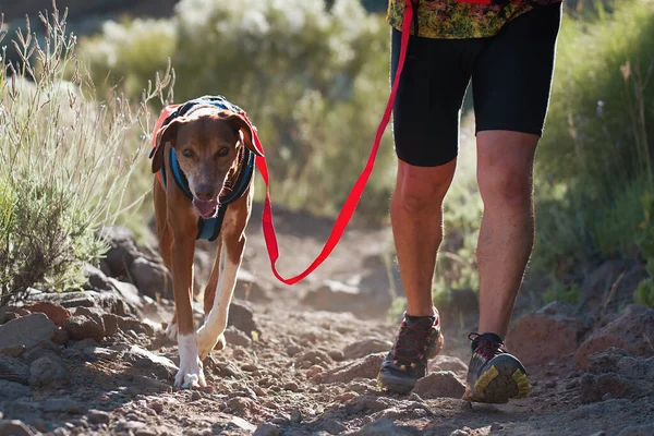 Hund Und Herrchen Nehmen Einem Beliebten Canicross Rennen Teil Canicross — Stockfoto