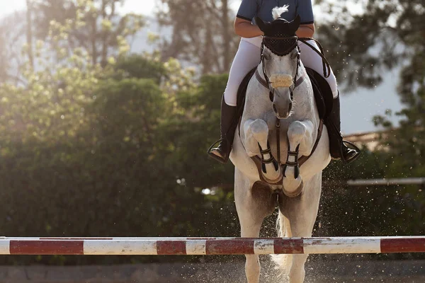 Sport Horse Jumping Barrier Obstacle Course Rider Uniform Performing Jump — Stock Photo, Image