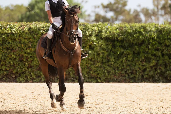 Kid Ride Horse Horseback Riding Lesson Young Jockey Equestrian School — Stock Photo, Image