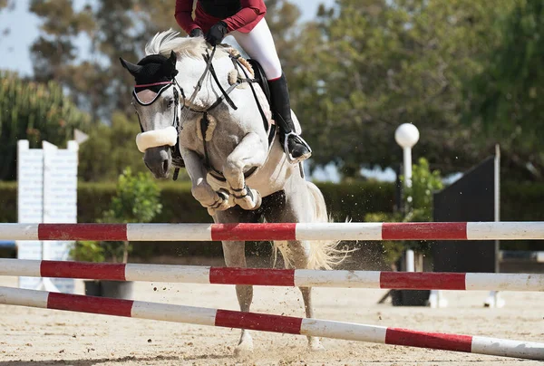 Sport Horse Jumping Barrier Obstacle Course Rider Uniform Performing Jump — Stock Fotó