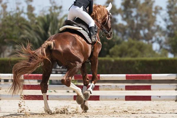 Sport Horse Jumping Barrier Obstacle Course Rider Uniform Performing Jump — Fotografia de Stock