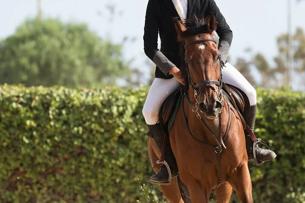 Equitazione Equestre Giovane Sta Cavalcando Cavallo — Foto Stock