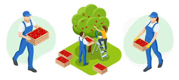 Jardineros isométricos, agricultores y trabajadores que cuidan el jardín, cultivando productos agrícolas. Manzanas maduras en huerto listas para cosechar — Vector de stock