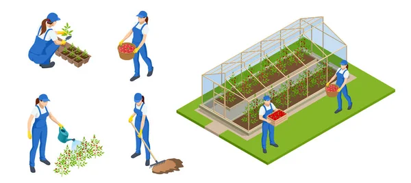 Jardineiros isométricos, agricultores e trabalhadores que cuidam do jardim, cultivando produtos agrícolas. Fileiras de plantas crescendo dentro de grande estufa industrial. Agricultura industrial. —  Vetores de Stock