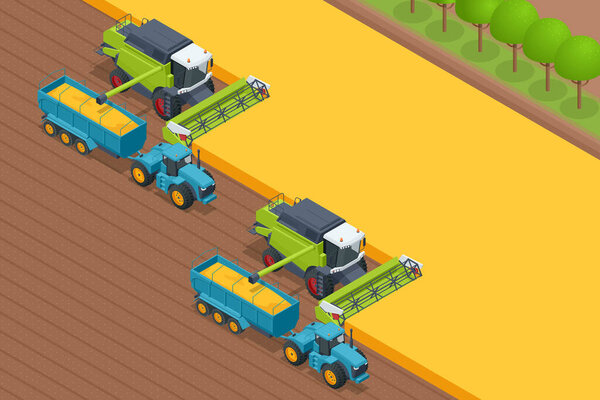 Комбинат по сбору зерна. Комбайн собирает спелую пшеницу. Концепция сельского хозяйства Жатва, молотьба, сбор и подсечка.