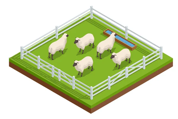 Isometric Sheep Lambs Fenced Grassy Farm Road Sheep Farming Sheep — Stock Vector