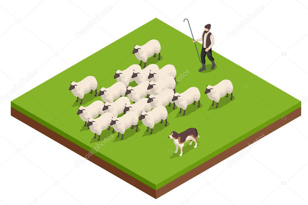 Isometric sheeps in a meadow on green grass. Sheep on a farm. Flock of sheep with shepherd and dog.