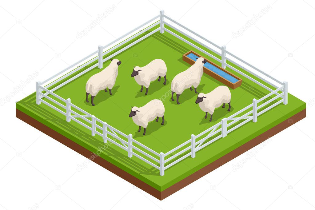 Isometric sheep and lambs on a fenced grassy farm road. Sheep farming or sheep husbandry, raising and breeding of domestic sheep