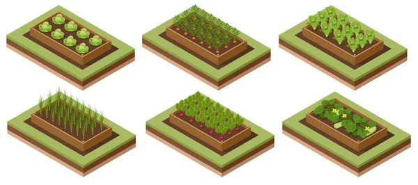 Изометрический Овощной Сад Овощи Заднем Дворе Овощи Растущие Саду Экологичное — стоковый вектор