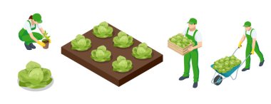 Isometric lahana tarlası. Çiftlikte ya da serada olgunlaşmış hasat. Çiftlikte ya da tarlada lahana yetiştirmek. Çiftçiler lahana yetiştirir ve hasat ederler.