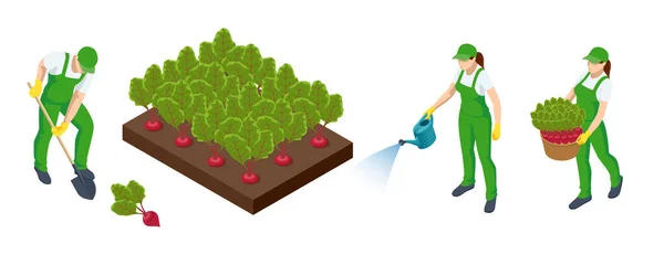 Ізометричне Сільськогосподарське Вирощування Органічного Свіжого Зеленого Листя Буряка Фермі Або — стоковий вектор