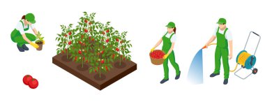 Isometric Agricultural cultivation of organic red tomatoes on the farm or in the field. Farmers grow organic red tomatoes vegetables and harvest