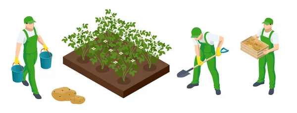 Isometric Agricultural Cultivation Organic Potatoeson Farm Field Farmers Grow Organic — Stok Vektör