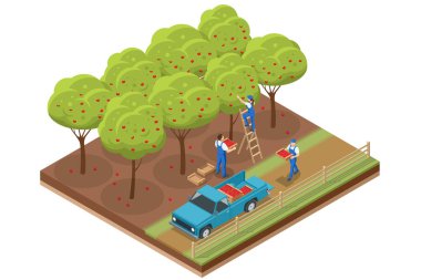 Isometric Apple harvest. Ripe apples on an apple orchard. Organic Fresh Products, Premium Quality.