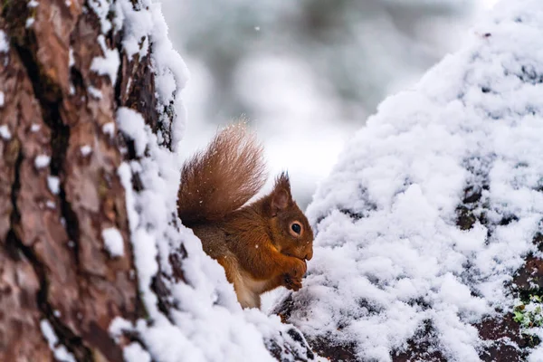 Rotes Eichhörnchen Sciurus Vulgaris Auf Schneebedecktem Holzzweig Schottischen Wald Selektiver — Stockfoto