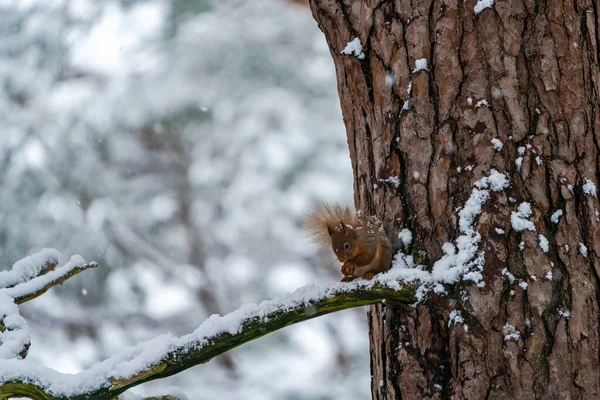 Rotes Eichhörnchen Sciurus Vulgaris Auf Schneebedecktem Ast Schottischen Wald Selektiver — Stockfoto