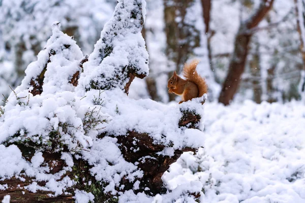 Ardilla Roja Sciurus Vulgaris Árbol Cubierto Nieve Bosque Escocés Enfoque — Foto de Stock